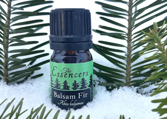 Balsam Fir Essential Oils