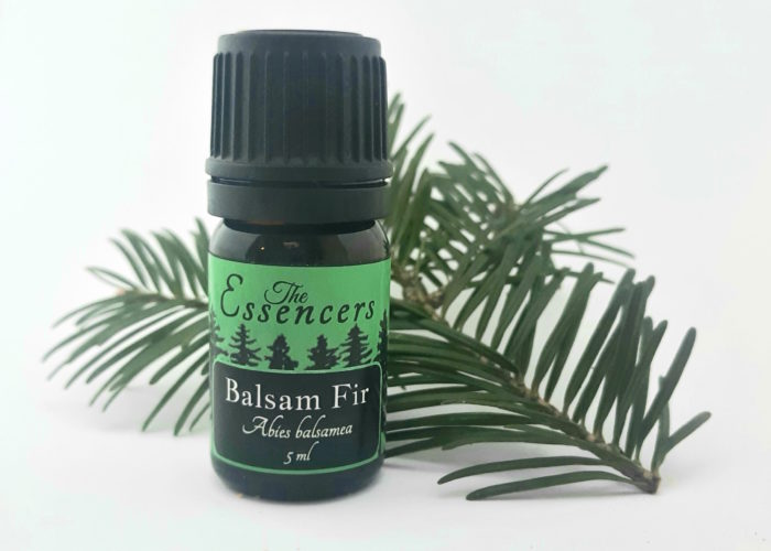 Balsam Fir