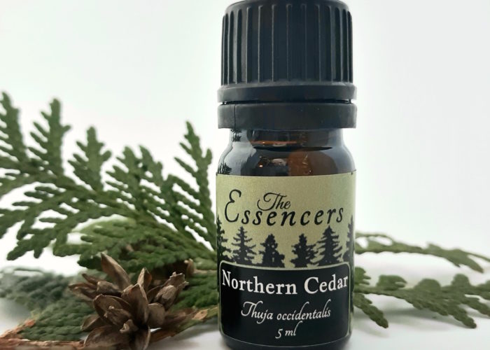 Northern Cedar