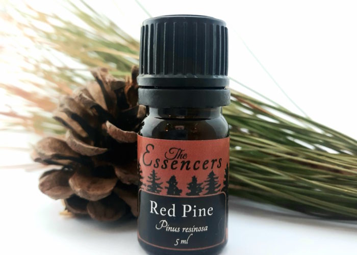 Red Pine