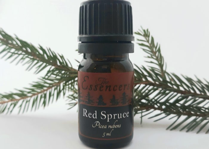 Red Spruce