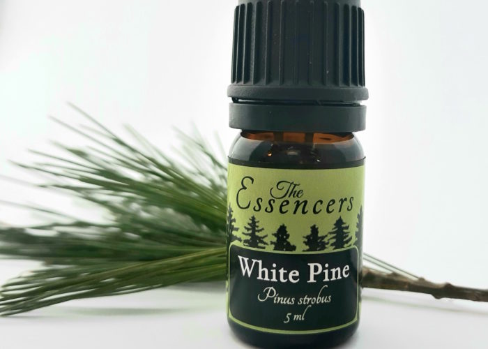 White Pine