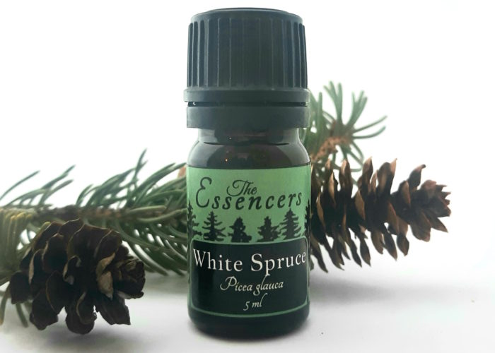 White Spruce